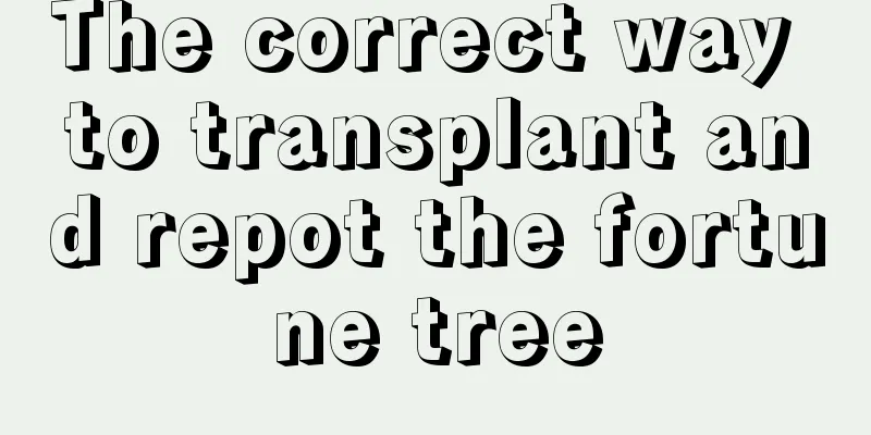 The correct way to transplant and repot the fortune tree