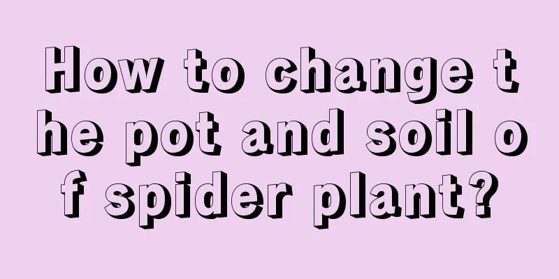 How to change the pot and soil of spider plant?