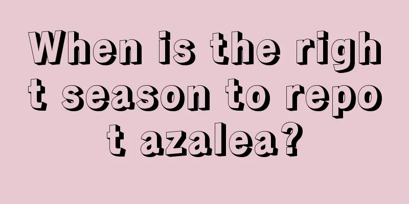 When is the right season to repot azalea?