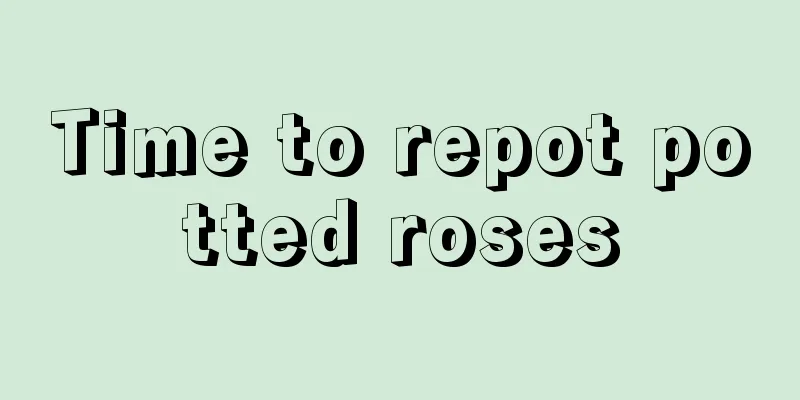 Time to repot potted roses