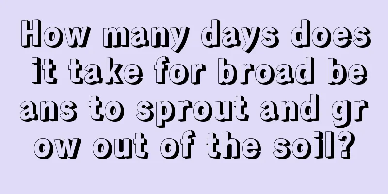 How many days does it take for broad beans to sprout and grow out of the soil?