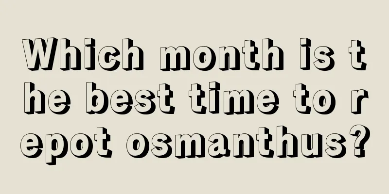 Which month is the best time to repot osmanthus?