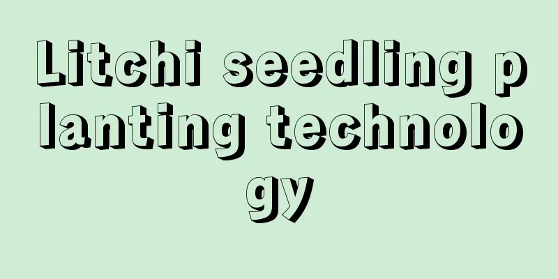 Litchi seedling planting technology