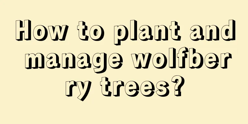 How to plant and manage wolfberry trees?