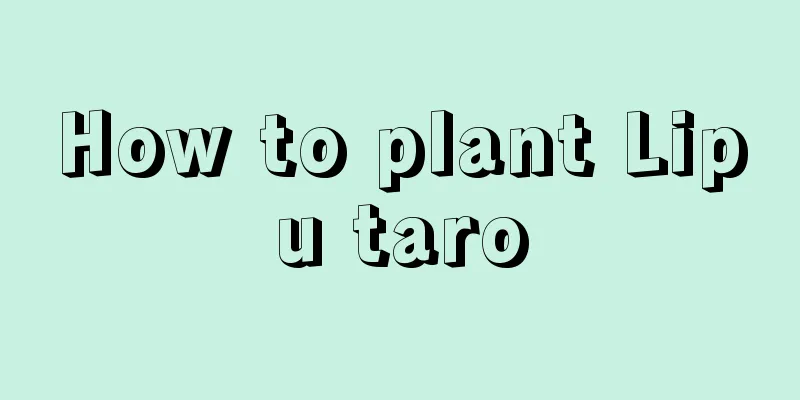 How to plant Lipu taro