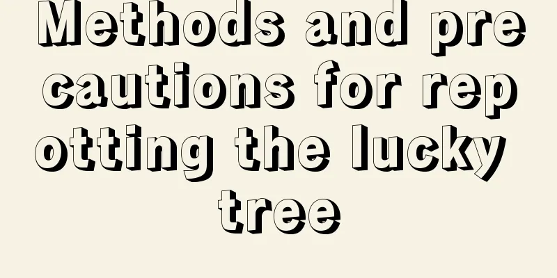 Methods and precautions for repotting the lucky tree