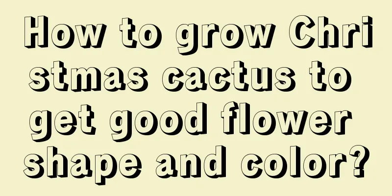 How to grow Christmas cactus to get good flower shape and color?