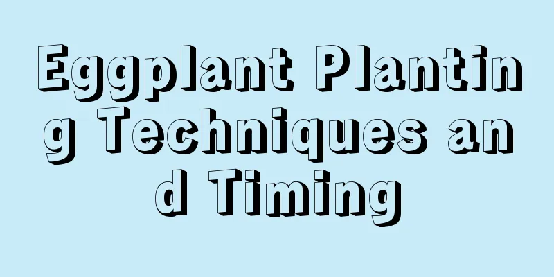 Eggplant Planting Techniques and Timing