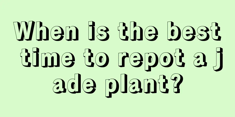 When is the best time to repot a jade plant?