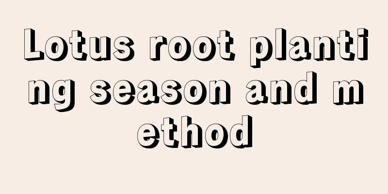 Lotus root planting season and method