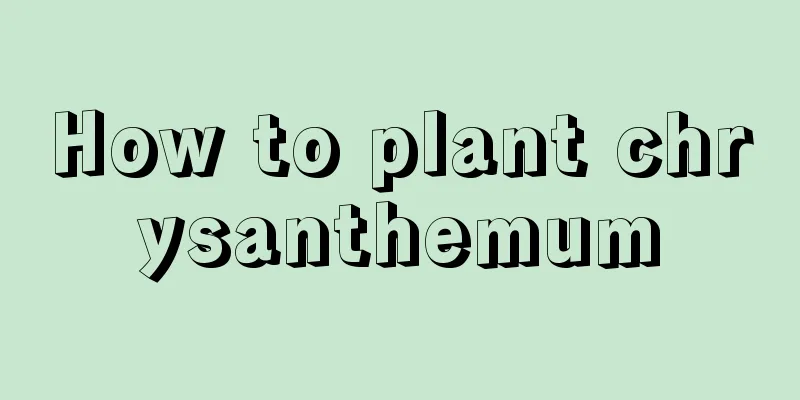 How to plant chrysanthemum