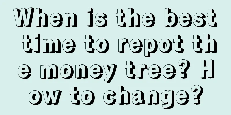 When is the best time to repot the money tree? How to change?