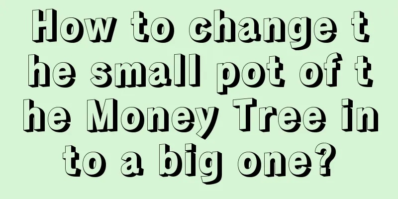 How to change the small pot of the Money Tree into a big one?