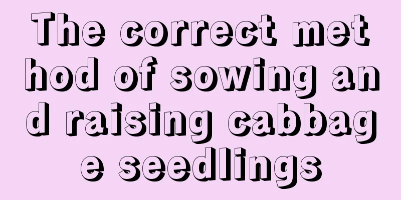 The correct method of sowing and raising cabbage seedlings