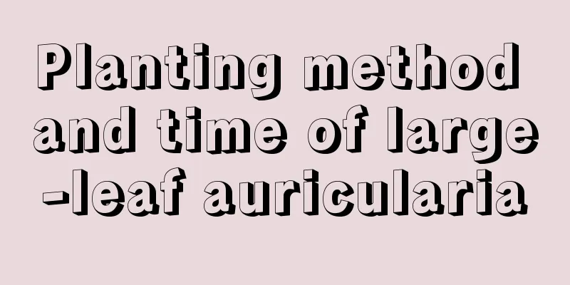 Planting method and time of large-leaf auricularia