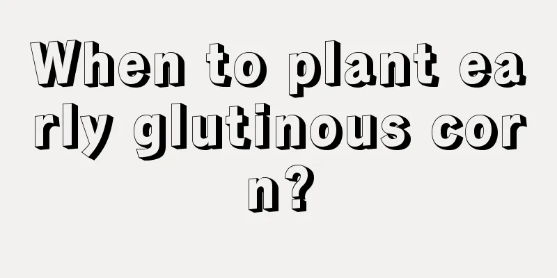 When to plant early glutinous corn?