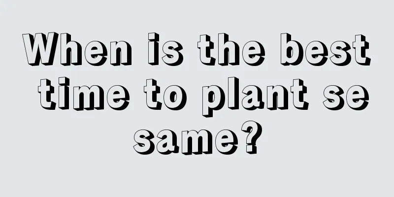 When is the best time to plant sesame?