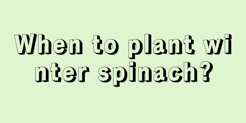 When to plant winter spinach?