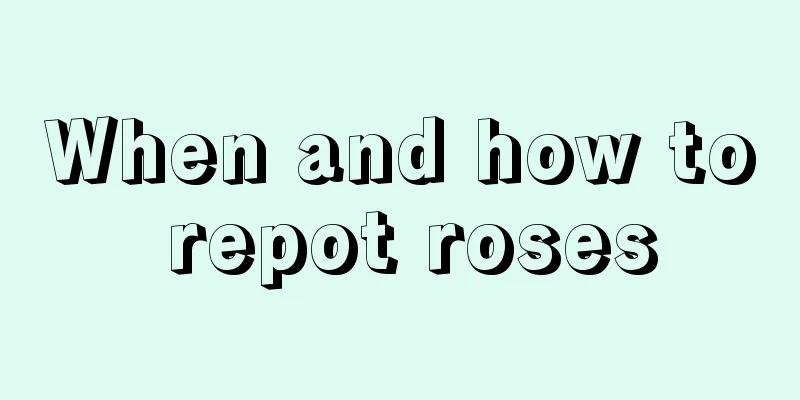 When and how to repot roses