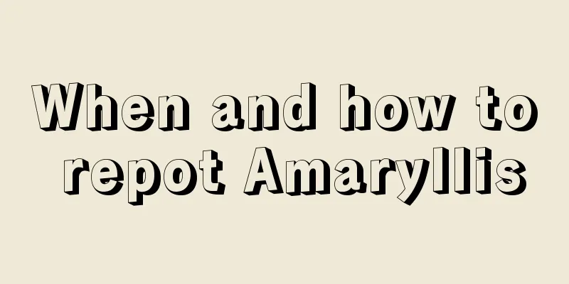 When and how to repot Amaryllis