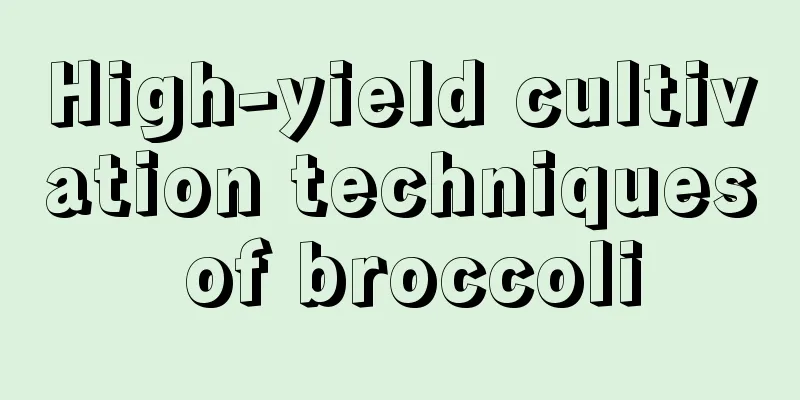 High-yield cultivation techniques of broccoli