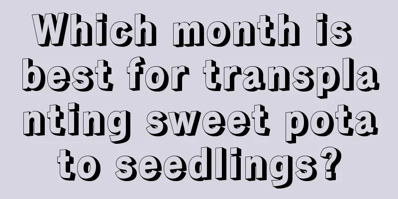 Which month is best for transplanting sweet potato seedlings?