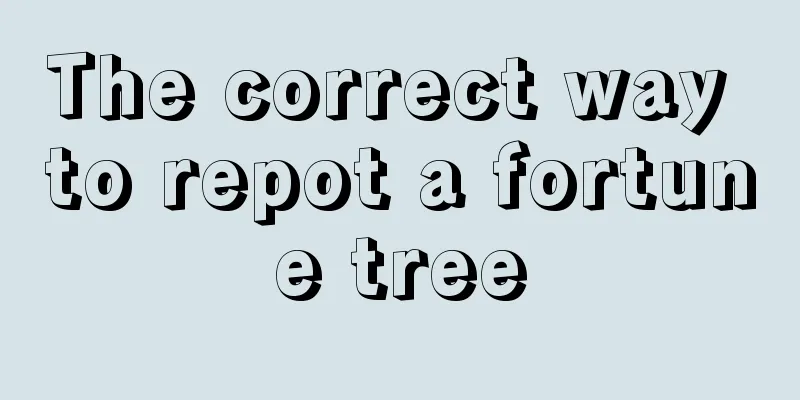 The correct way to repot a fortune tree