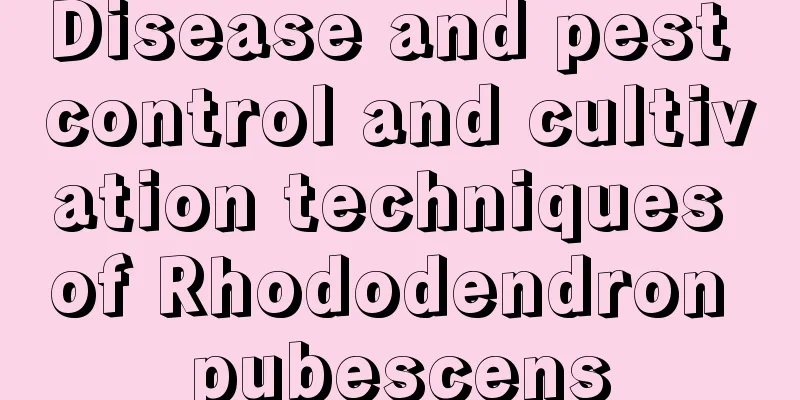 Disease and pest control and cultivation techniques of Rhododendron pubescens