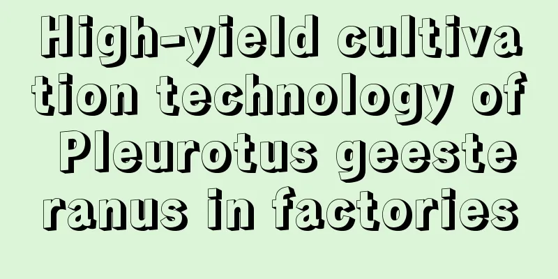 High-yield cultivation technology of Pleurotus geesteranus in factories