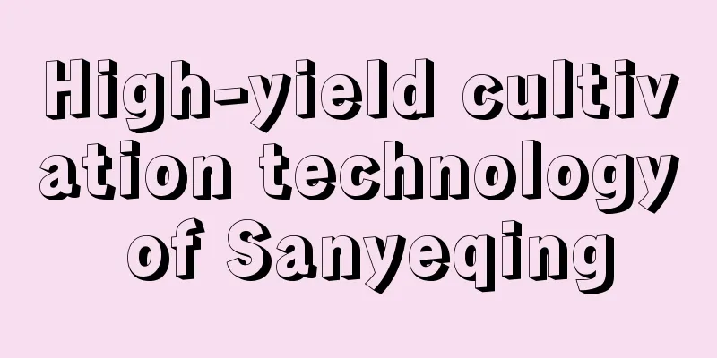 High-yield cultivation technology of Sanyeqing