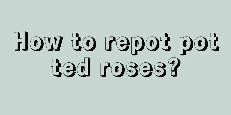 How to repot potted roses?