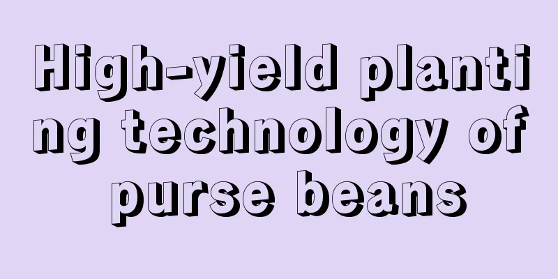 High-yield planting technology of purse beans