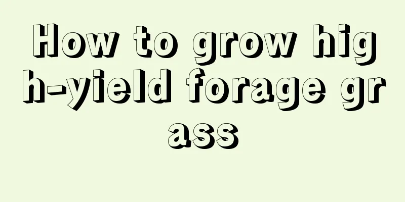 How to grow high-yield forage grass