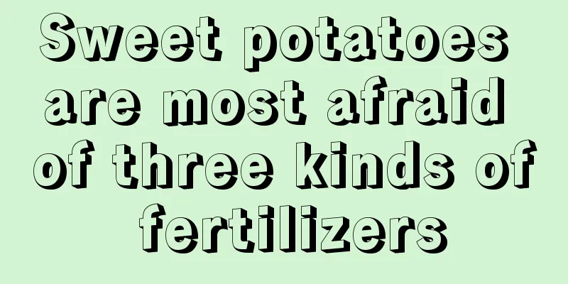 Sweet potatoes are most afraid of three kinds of fertilizers