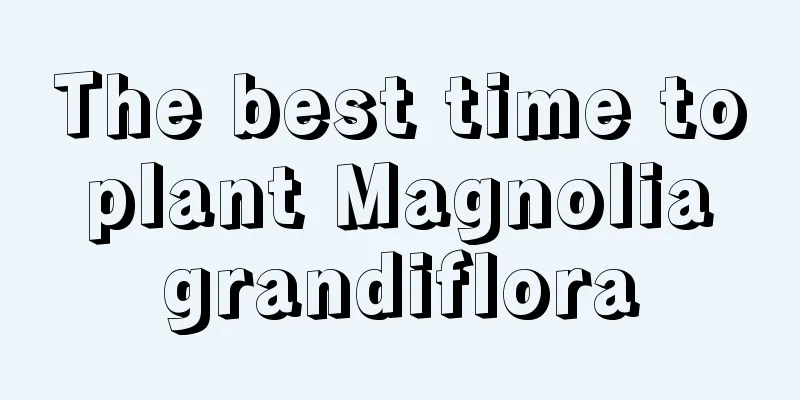 The best time to plant Magnolia grandiflora