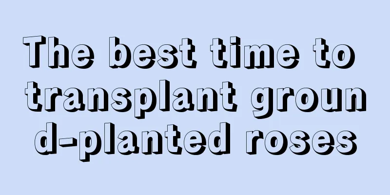 The best time to transplant ground-planted roses