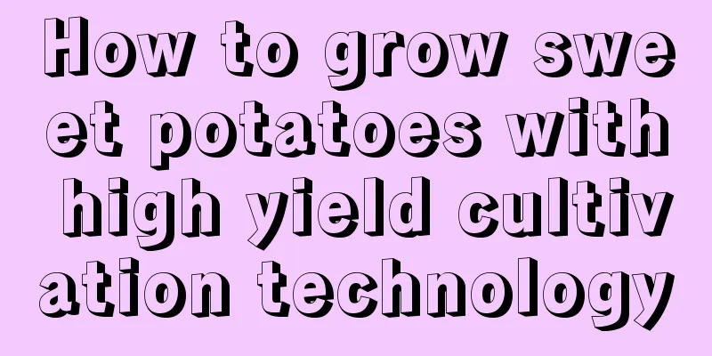 How to grow sweet potatoes with high yield cultivation technology