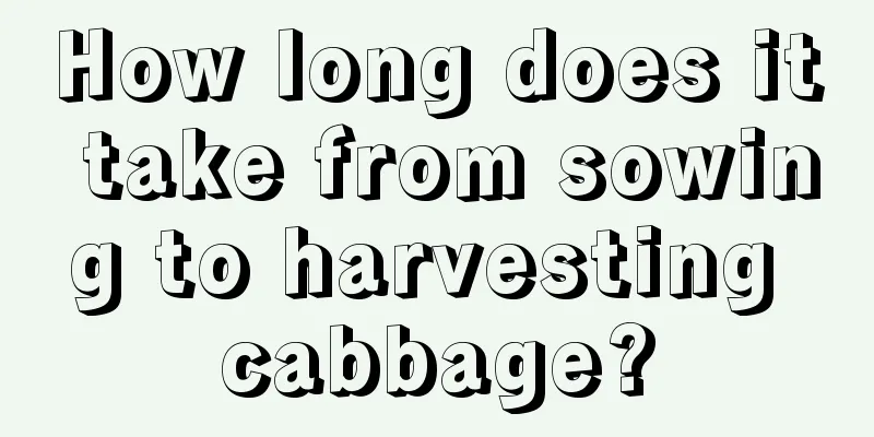 How long does it take from sowing to harvesting cabbage?