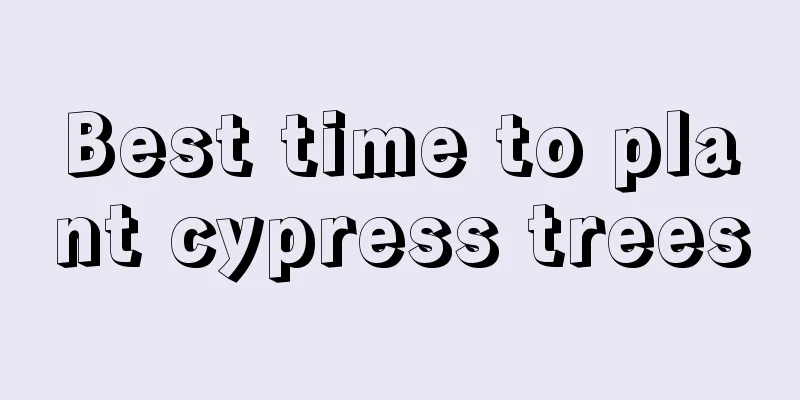 Best time to plant cypress trees