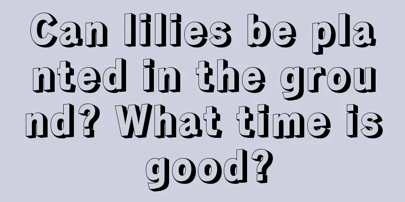 Can lilies be planted in the ground? What time is good?