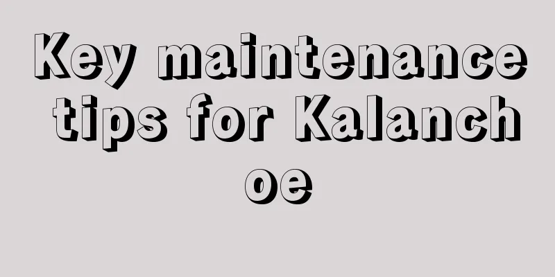 Key maintenance tips for Kalanchoe