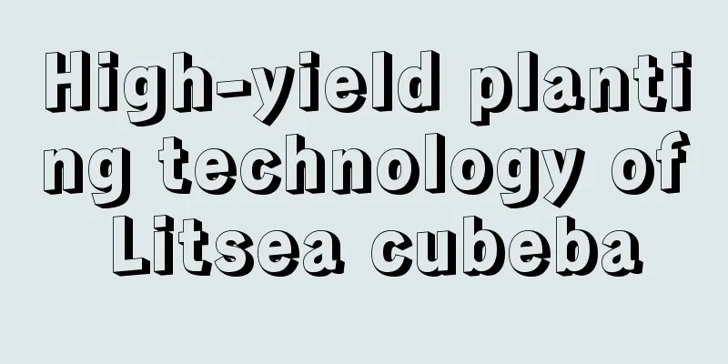 High-yield planting technology of Litsea cubeba