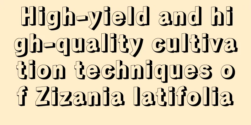 High-yield and high-quality cultivation techniques of Zizania latifolia