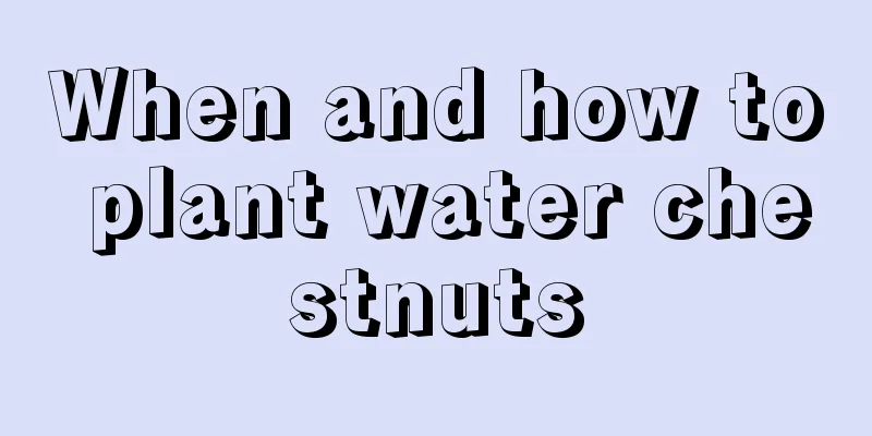 When and how to plant water chestnuts