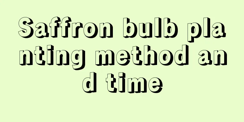 Saffron bulb planting method and time