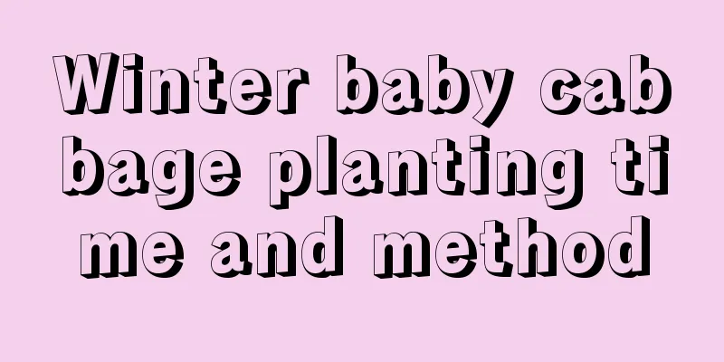 Winter baby cabbage planting time and method