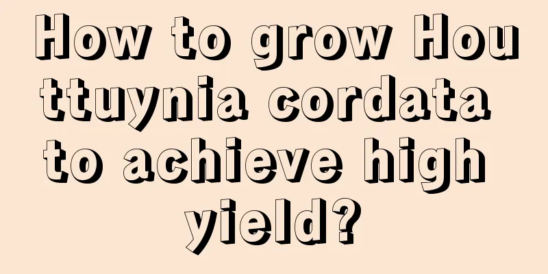 How to grow Houttuynia cordata to achieve high yield?