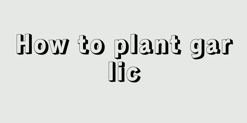 How to plant garlic