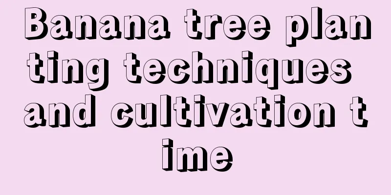 Banana tree planting techniques and cultivation time