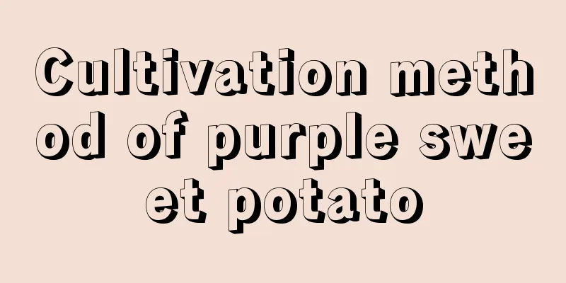 Cultivation method of purple sweet potato